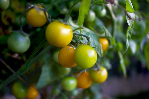 Vyšnių Pomidorai, Žalias, Daržovės, Daržovių Sodas, Geltona, Maistas, Vitaminai