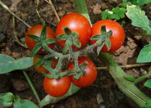 Vyšnių Pomidorai, Pomidoras, Vaisiai, Daržovių, Prinokę, Raudona, Maistas, Šviežias, Augalas, Dharwad, Indija