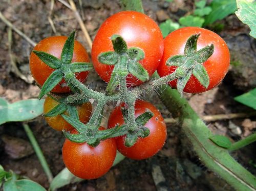 Vyšnių Pomidorai, Pomidoras, Vaisiai, Daržovių, Prinokę, Raudona, Maistas, Šviežias, Augalas, Dharwad, Indija