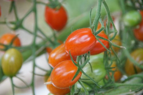 Vyšniniai Pomidorai, Šiltnamyje, Daržovės, Žemdirbystė, Hors-Sol, Maistas