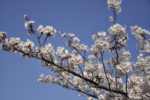 Vyšnios Medis, Japonija, Gėlės, Žiedas, Vyšnių Žiedų