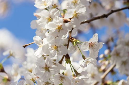 Vyšnios Medis, Pavasaris, Japonija