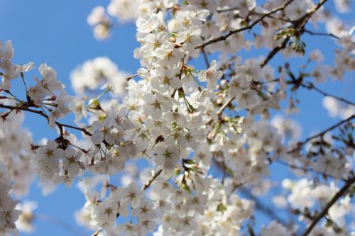 Vyšnios Medis, Pavasaris, Japonija