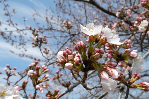 Vyšnia & Nbsp,  Medis,  Sakura,  Japonija,  Vyšnios Medis