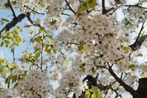Vyšnios Medis, Vyšnių Žiedas, Pavasario Gėlės, Sakura, Balta Gėlė, Dangus, Pavasaris, Mėlynas Dangus