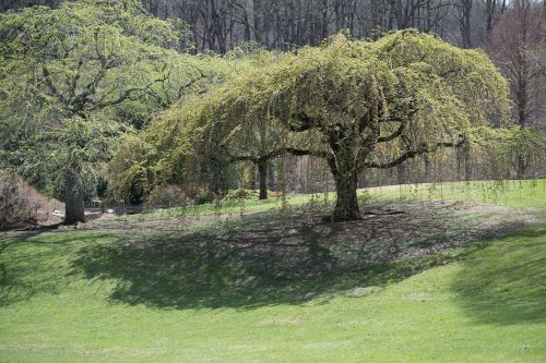 Vyšnios Medis, Sherwood Sodai, Gėlės