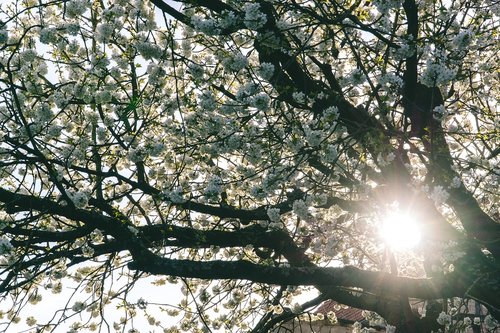 Vyšnios Medis,  Pobūdį,  Pavasaris,  Saulė