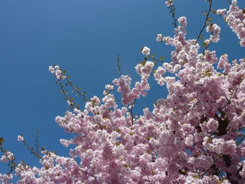 Vyšnių Žiedas, Pavasaris, Japonijos Vyšnių Žydėjimas, Rožinės Žiedai