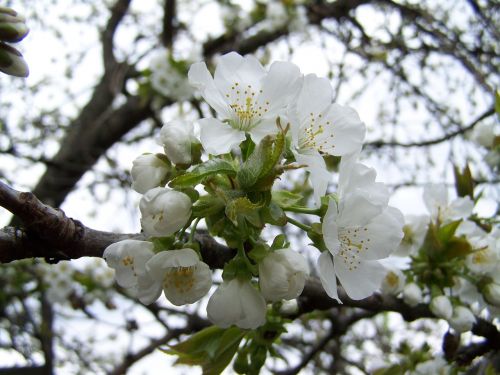 Vyšnios Medžio Gėlė, Balta Gėlė, Vaismedis