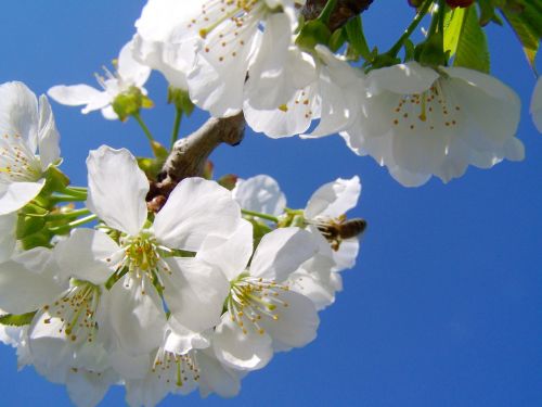 Vyšnios Medžio Gėlė, Balta Gėlė, Pavasaris