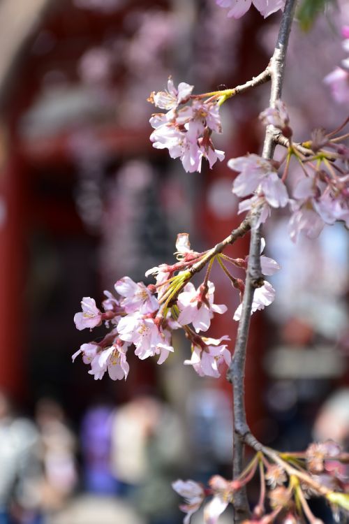 Vyšnios Medžio Gėlė, Japonija, Tokyo, Pavasaris