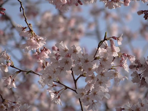 Vyšnių Medžiai,  Žydi,  Japonija,  Pobūdį,  Japonų Vyšnios,  Pavasaris,  Žydėjimo,  Gėlės