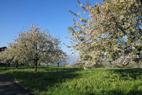 Vyšnių Medžiai, Gėlės, Pavasaris