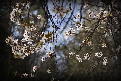 Vyšnių Medžiai, Gėlės, Gamta, Pavasaris