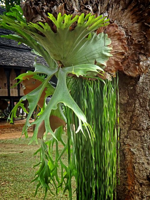 Chiang Rai, Tailandas, Asija