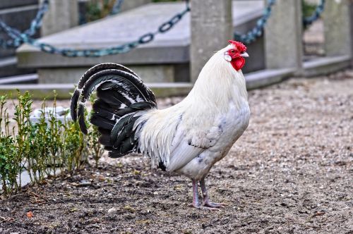 Vištiena, Gyvūnas, Gaidys, Paukštis, Paukščiai, Gallus Gallus Domesticus, Naminiai Paukščiai, Kapas, Kapinės, Kapinės