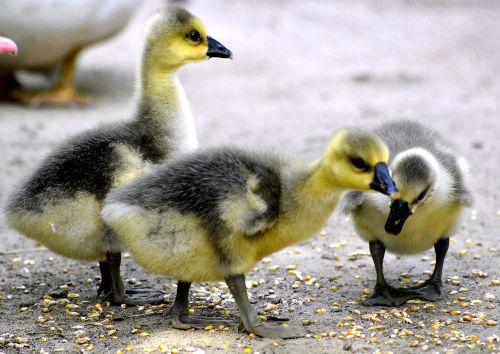 Viščiukai, Purus, Geltona, Juoda, Plumėjimas, Pūkas, Gyvūnas, Mielas, Žąsis, Jaunas Gyvūnas, Paukštis, Gaensekuecken, Padaras, Laukinės Gamtos Fotografija, Gyvūnai Vaikams, Atsigavo, Vandens Paukščiai, Išpjauti, Plakimas, Gamta, Maskuojantys Dažai, Žavus, Naminiai Paukščiai