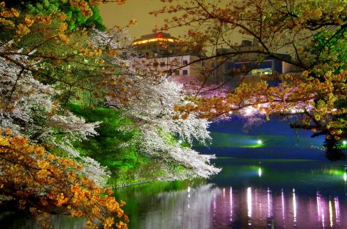 Chidorigafuchi, Vyšnių Žiedų, Pavasaris, Japonija, Pilis, Vyšnia, Naktinis Vaizdas, Sakura, Pavasario Gėlės, K