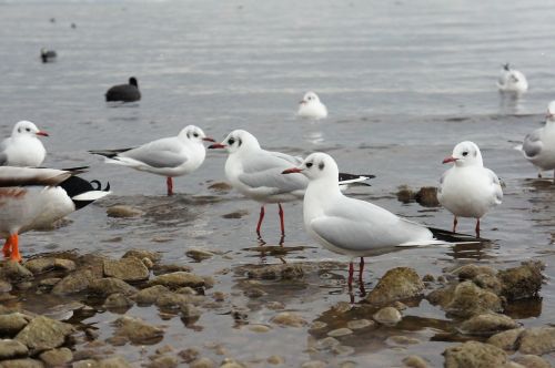 Chiemsee, Bavarija, Kaukolės, Paukštis, Vanduo, Padaras, Gyvūnas