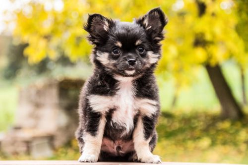 Chihuahua, Šunys, Gyvūnai, Šuniukai, Mielas, Čihuahua Šuniukas, Augintiniai, Chiwawa