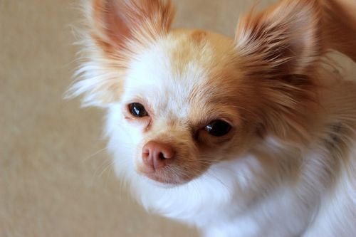 Chihuahua, Gyvūnas, Naminis Gyvūnėlis, Balta Ruda, Vokiškas Ilgaplaukis Rodyklė, Įdomu, Mielas, Šuo Išvaizdą