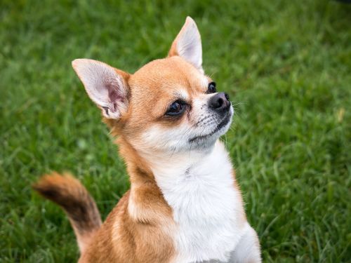 Chihuahua, Šuo, Chiwawa, Mažas, Mažas Šuo, Naminis Gyvūnėlis, Gyvūnas, Gyvūnų Portretas, Mielas, Saldus, Knuffig