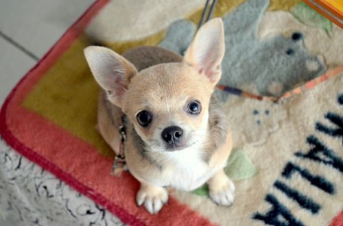 Chihuahua,  Šuo,  Gyvūnai,  Šunys,  Veislė,  Atrodo,  Žiūri,  Žvilgsnis,  Žvilgsnis,  Chihuahua