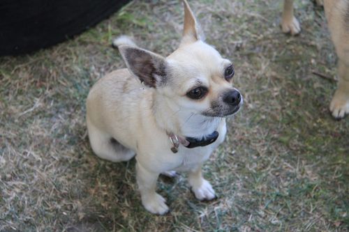 Chihuahua, Šuo, Mielas, Mažas, Pappy, Naminis Gyvūnėlis, Veislė