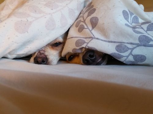 Chihuahua, Šunys, Šuniukas