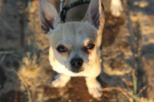 Chihuahua, Šuo, Mažas Šuo, Mielas, Mažas, Vaizdas, Saulės Spinduliai