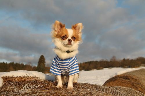 Chihuahua, Žiema, Saldus