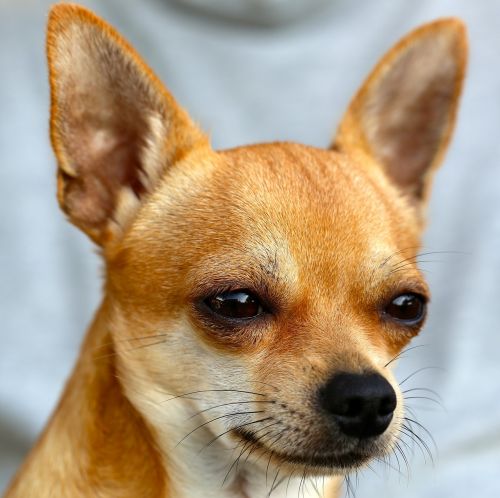 Chihuahua, Sobel, Šuo