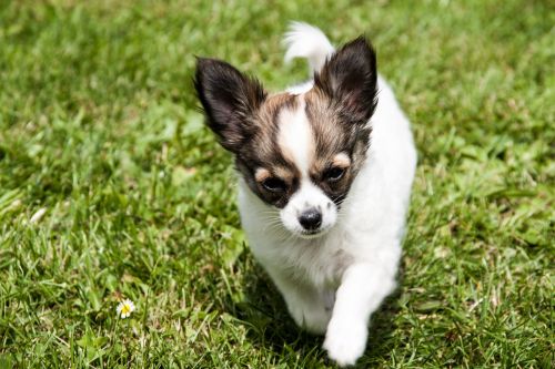 Chihuahua, Šuniukas, Gyvūnai, Šunys, Jaunas, Mielas