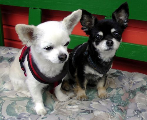 Chihuahua, Šunų Pora Augintiniai, Juoda, Balta