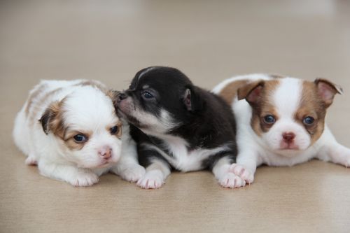 Chihuahua, Šuo, Naminis Gyvūnėlis, Veislė, Šuniukas, Gyvūnas, Mielas