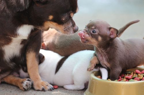 Chihuahua, Šuo, Šuniukas, Mielas, Naminis Gyvūnėlis, Veislė, Gyvūnas