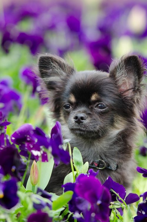 Chihuahua,  Gėlės,  Saldus,  Vasara,  Pavasaris