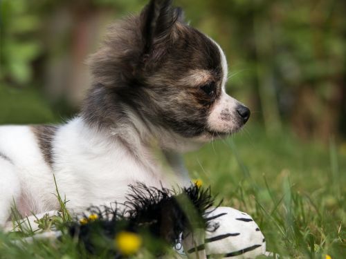 Chihuahua, Šuo, Šuniukas, Kūdikis, Žaisti, Jaunas, Chiwawa, Mielas, Mažas, Mažas Šuo, Jaunas Šuo, Pieva, Skubėti, Žolė