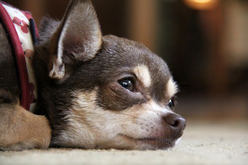 Chihuahua,  Šuo,  Šuniukas,  Liūdnas,  Mielas,  Naminis Gyvūnėlis,  Gyvūnas,  Šunys,  Balta,  Veislė,  Grynakraujis,  Mažai,  Šuniukas