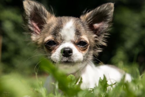 Chihuahua,  Šuo,  Šuniukas,  Kūdikis,  Žaisti,  Jaunas,  Chiwawa,  Mielas,  Mažas,  Mažas Šuo,  Jaunas Šuo,  Pieva,  Skubėti,  Žolė