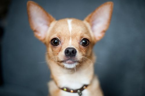 Chihuahua, Šuo, Portretas, Mielas, Šunys, Žiūri, Galva, Apykaklė, Mažas, Budrus, Naminis Gyvūnėlis