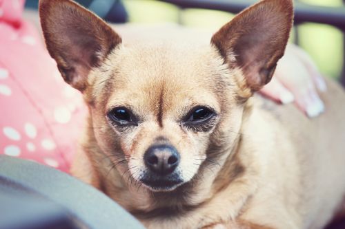 Chihuahua,  Šuo,  Sėdi,  Rutulys,  Uždaryti & Nbsp,  Veidas,  Galva,  Naminis Gyvūnėlis,  Mielas,  Chihuahua Sėdi Rutulyje