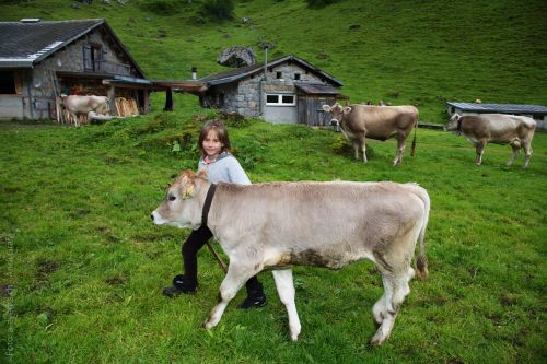 Vaikas, Veršelis, Alpių Ganyklos, Karvė, Šveicarija, Glarus Kantonas, Glarus, Karvės, Alp, Oberblegisee, Glarus Alps, Vasara