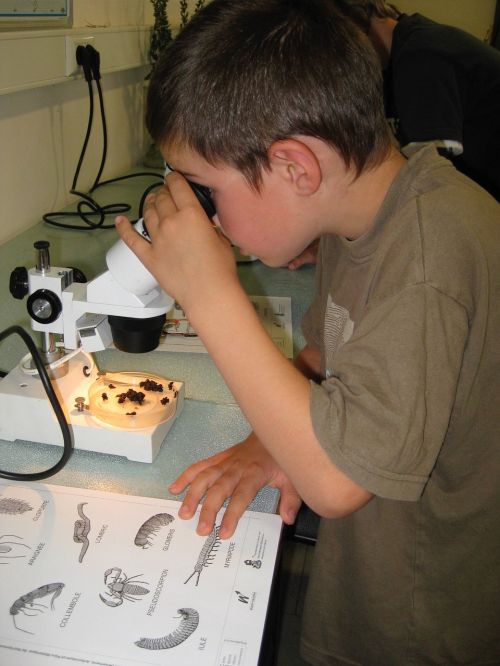 Vaikai, Veikla, Mikroskopas, Fauna, Dirvožemis
