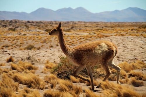 Čile, Atacama Dykuma, Į Pietus, Turizmas, Turistinis, Lauke, Gamta, Gyvūnas, Fauna, Guanakas, Kelionė