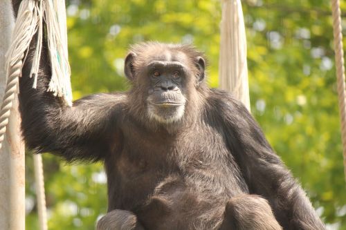 Šimpanzė, Gyvūnas, Zoologijos Sodas, Beždžionė