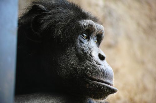 Šimpanzė, Beždžionė, Veidas, Profilis, Veido Išraiškos