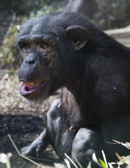 Chimp,  Zoo,  Beždžionė,  Primatų,  Ape,  Gyvūnas,  Šimpanzė,  Žinduolis