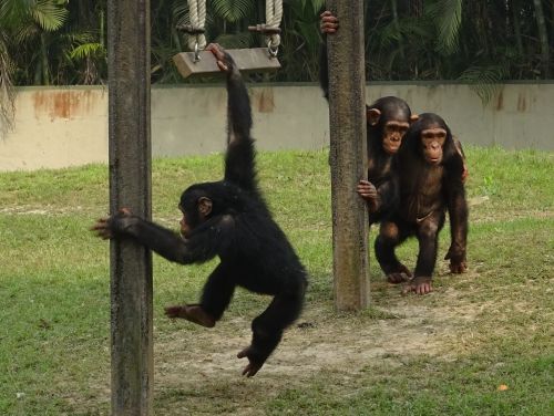 Šimpanzė, Ape, Primatas, Laukinė Gamta, Šimpanzė, Žinduolis, Zoologijos Sodas, Kolkata, Indija