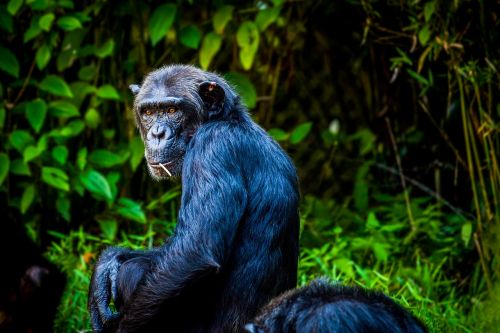 Šimpanzė, Beždžionė, Ape, Vaizdas, Gyvūnas